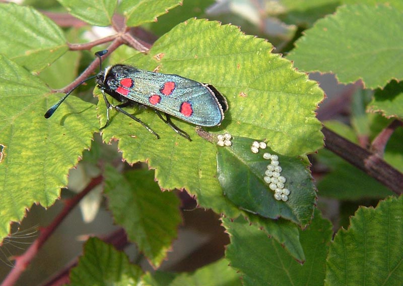 Ma queste sono le sue uova? Zygaena lavandulae